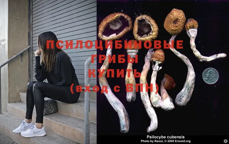 Галлюциногенные грибы Magic Shrooms  Черногорск 